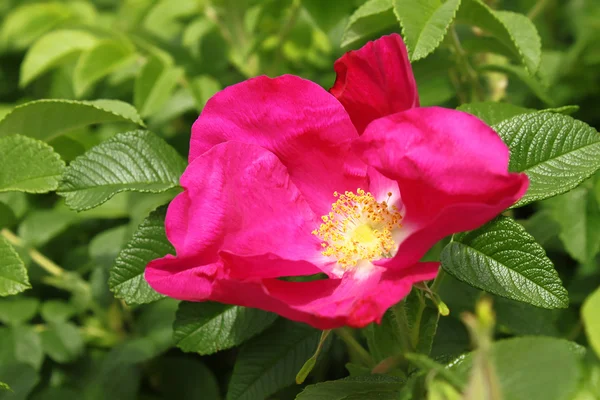 Belle rose chien — Photo