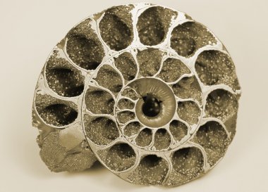 Cockleshell (fosil)