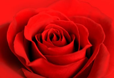 Red rose background clipart