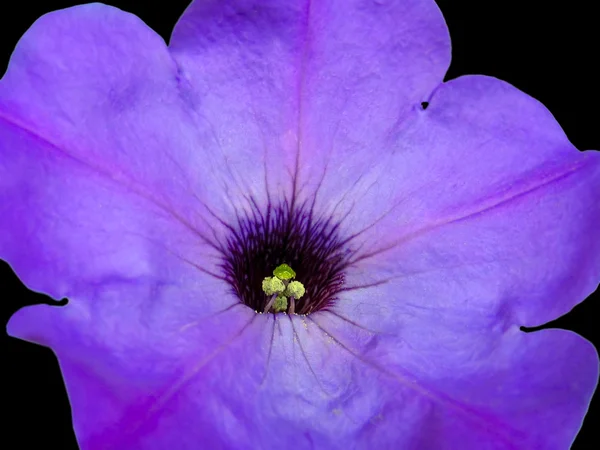 Petunia blomma — Stockfoto