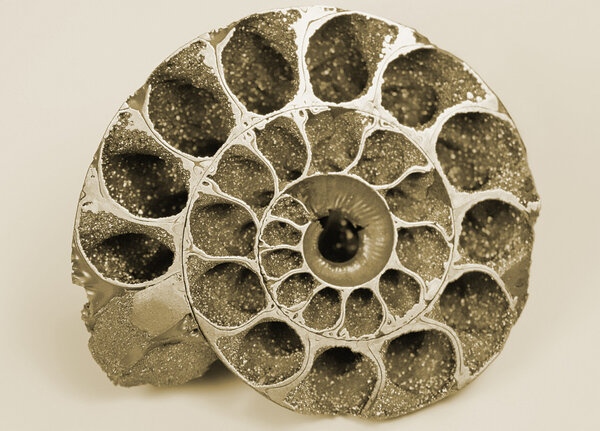 Cockleshell (fossil)
