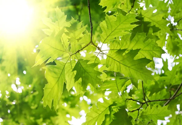 Čerstvé zelené listy — Stock fotografie