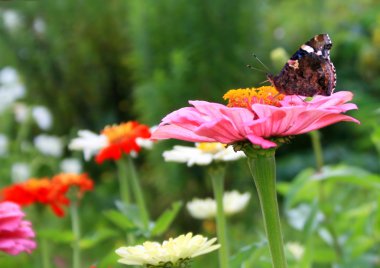 Butterfly on a flower clipart