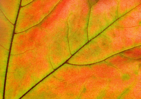 stock image Autumn leaf glowing in sunlight