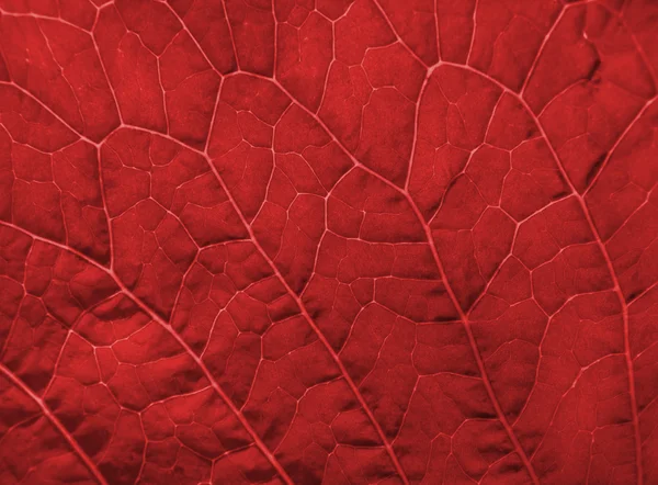 Texture des feuilles rouges — Photo