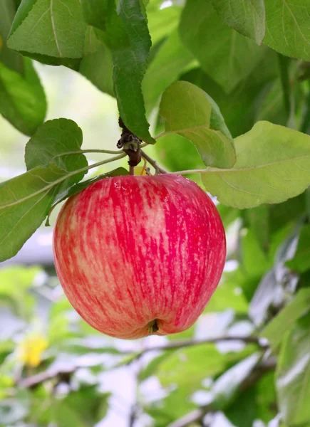 แอปเปิ้ลอร่อยสดใส — ภาพถ่ายสต็อก