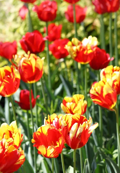 Röda och gula tulpaner — Stockfoto