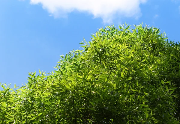 Green tree on a blue sky background — Stock Photo, Image