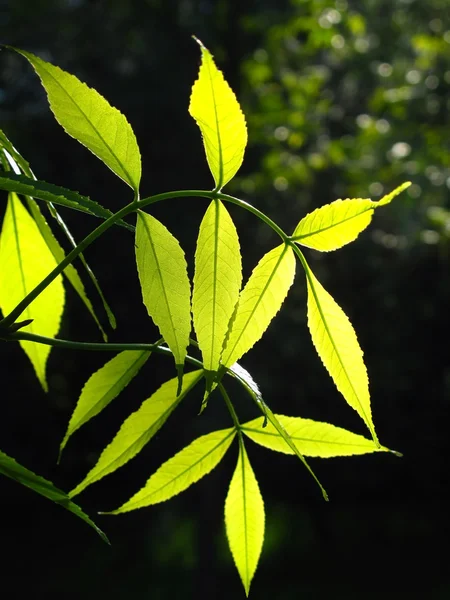Gröna blad glödande i solljus — Stockfoto
