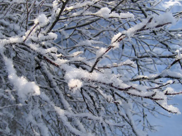 Ramo de inverno — Fotografia de Stock