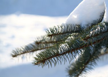 Winter branch of pine clipart