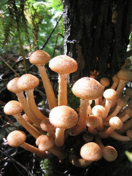 Honey mushrooms glowing in sunlight — Stock Photo, Image