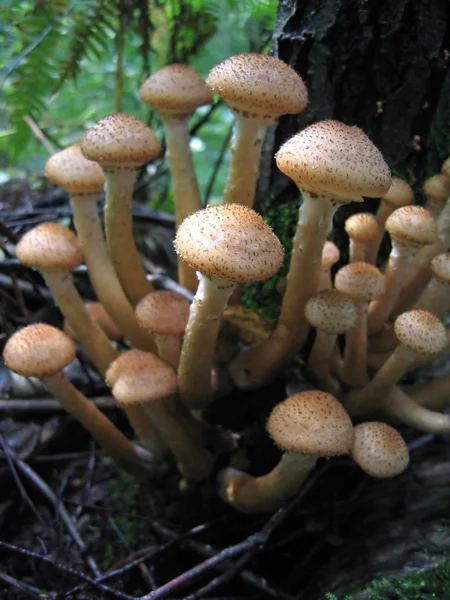 Honey mushrooms growing at tree — Stock Photo, Image