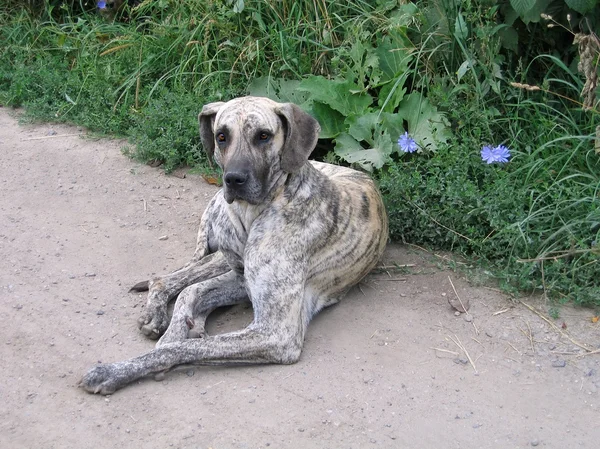 stock image Dog looking at camera