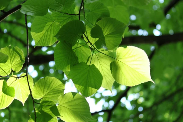 Свежая листва, светящаяся на солнце — стоковое фото