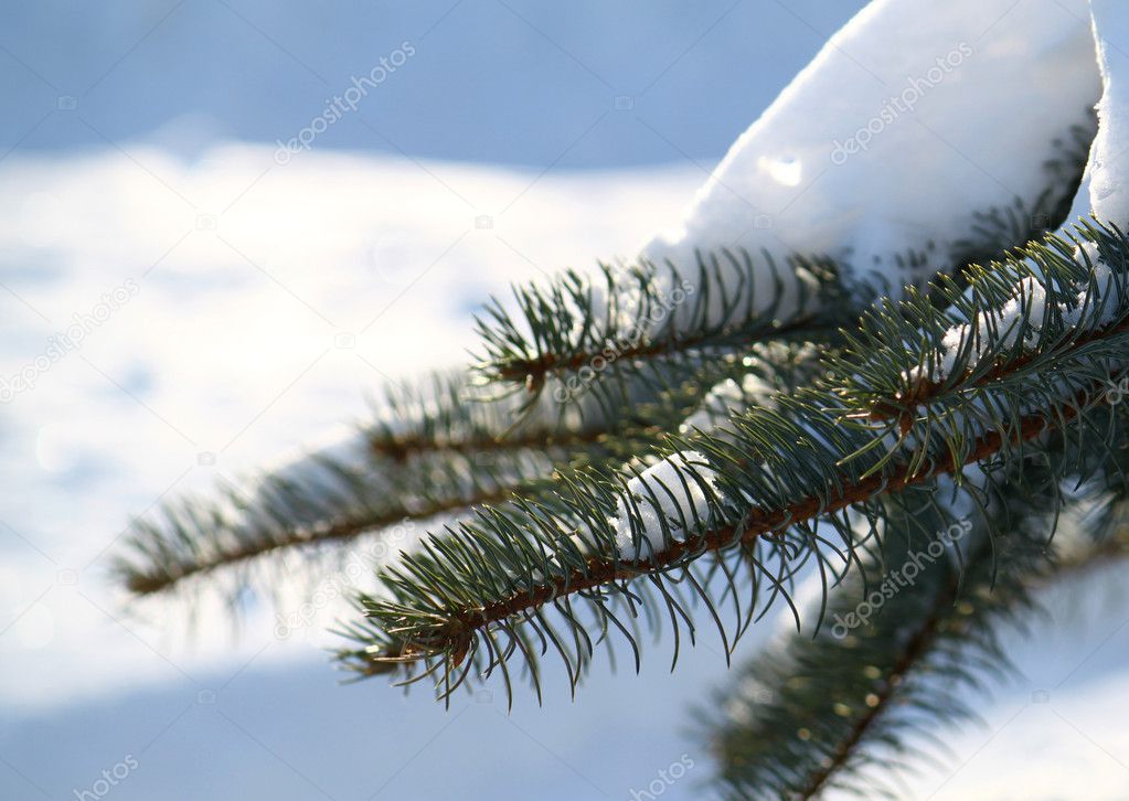 Winter branch of pine