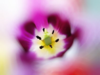 Close up of beautiful tulip clipart