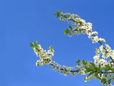 Branch of a blossoming tree clipart