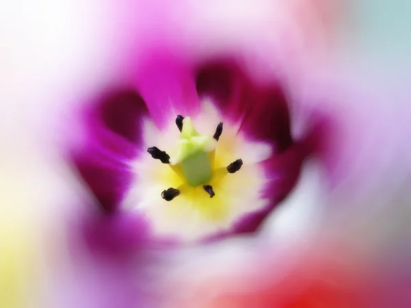 Primer plano de hermoso tulipán —  Fotos de Stock
