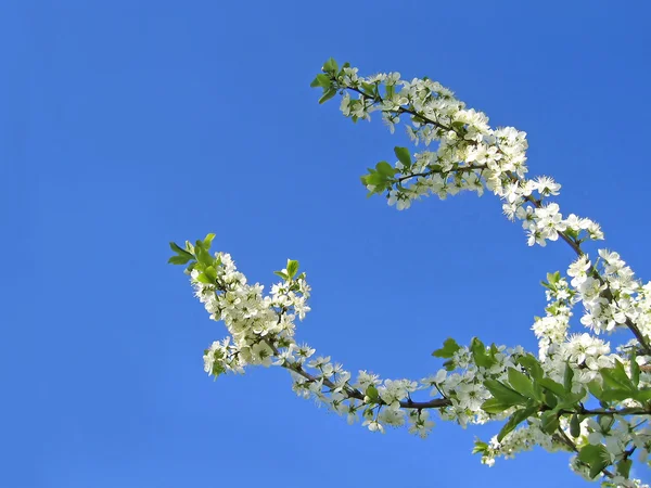 Çiçek açan bir ağacın dalı — Stok fotoğraf