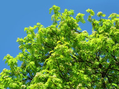 Green tree on a blue sky background clipart