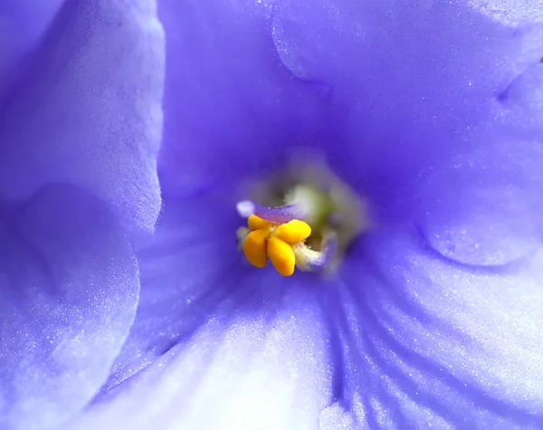 Güzel Menekşe çiçek — Stok fotoğraf