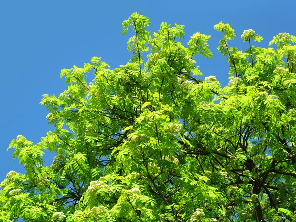Pohon hijau pada latar belakang langit biru — Stok Foto