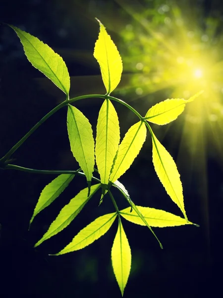 Folhagem verde brilhando à luz do sol — Fotografia de Stock