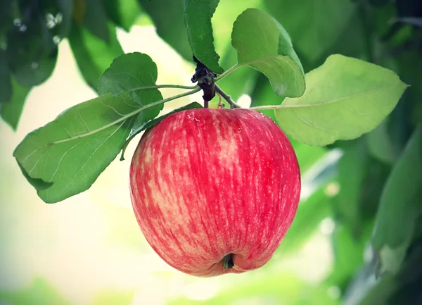 Măr strălucitor gustos — Fotografie, imagine de stoc