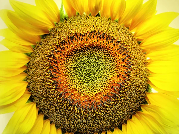 Große gelbe Sonnenblume — Stockfoto