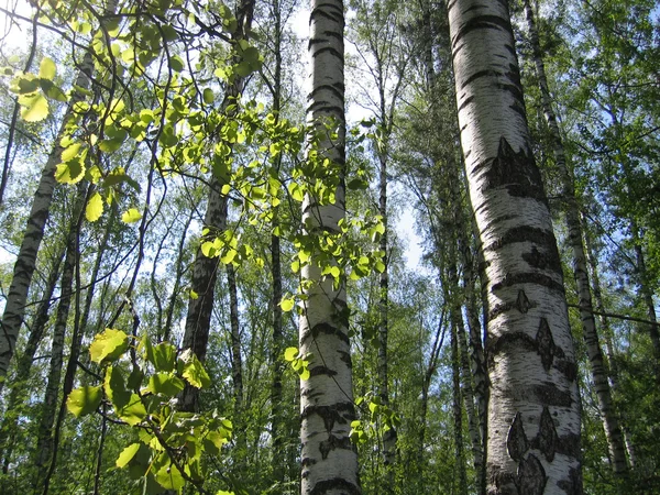 Berkenbomen en groene bladeren gloeien in zonlicht — Stockfoto