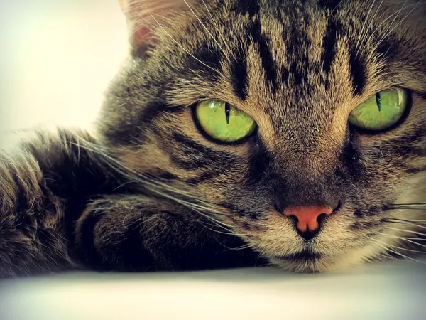 지능형 고양이 — 스톡 사진