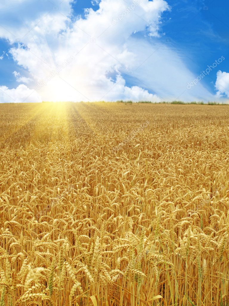 Зерновое Поле Фото
