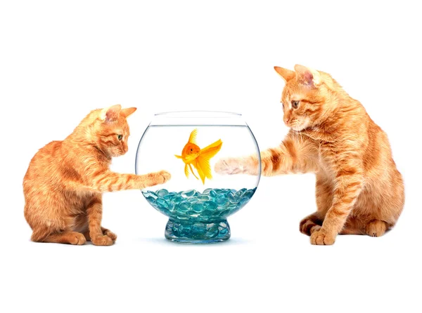 Guldfisk och katt — Stockfoto