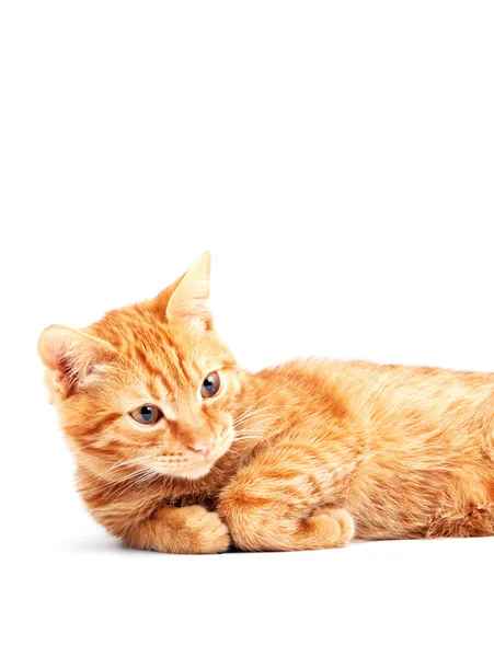 Красный милый кот — стоковое фото