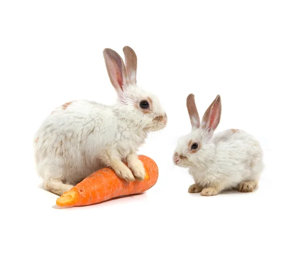 Beyaz küçük tavşan — Stockfoto