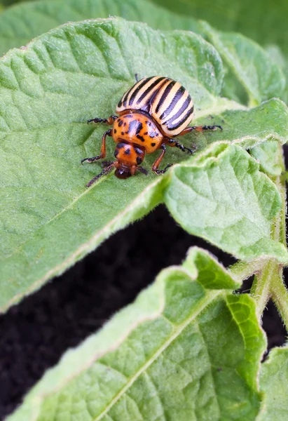 Colorado potato beetle — Stock Photo, Image