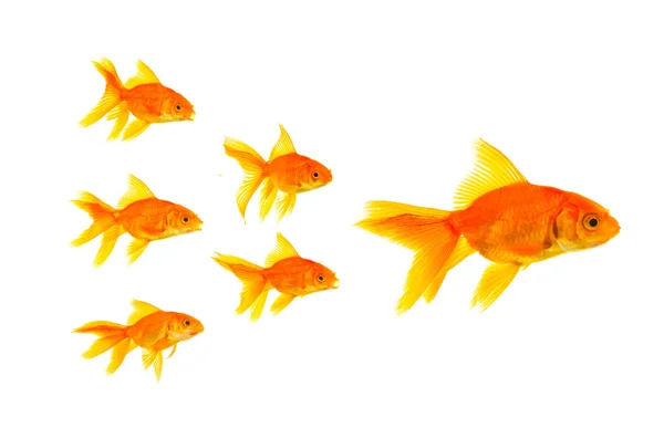 Três peixes-dourados — Fotografia de Stock