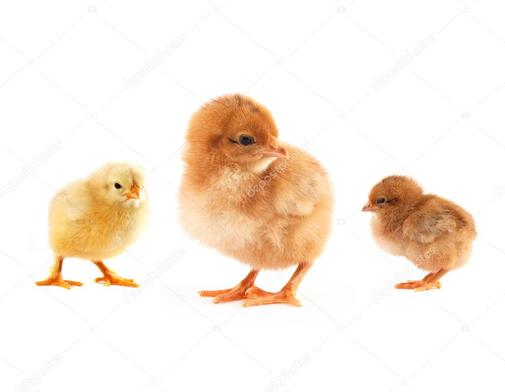 The yellow small chick