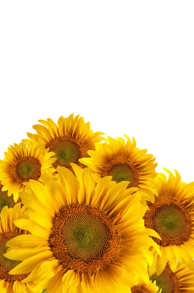 De prachtige zonnebloem — Stockfoto