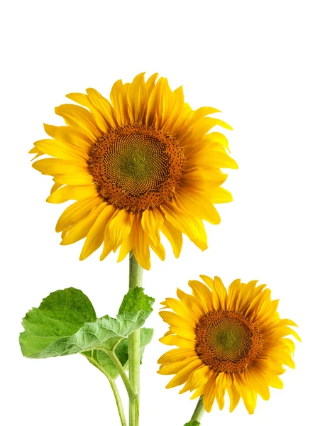 Krásné slunečnice — Stock fotografie