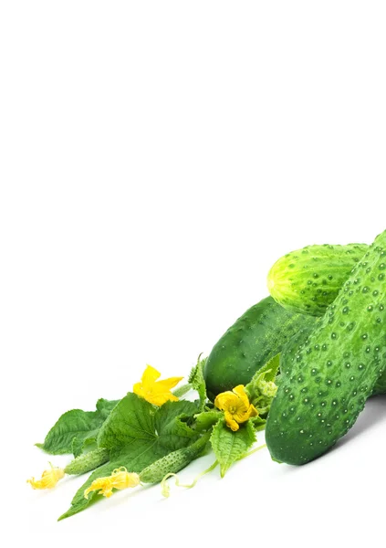 The cucumber white flowers — Stock Photo, Image