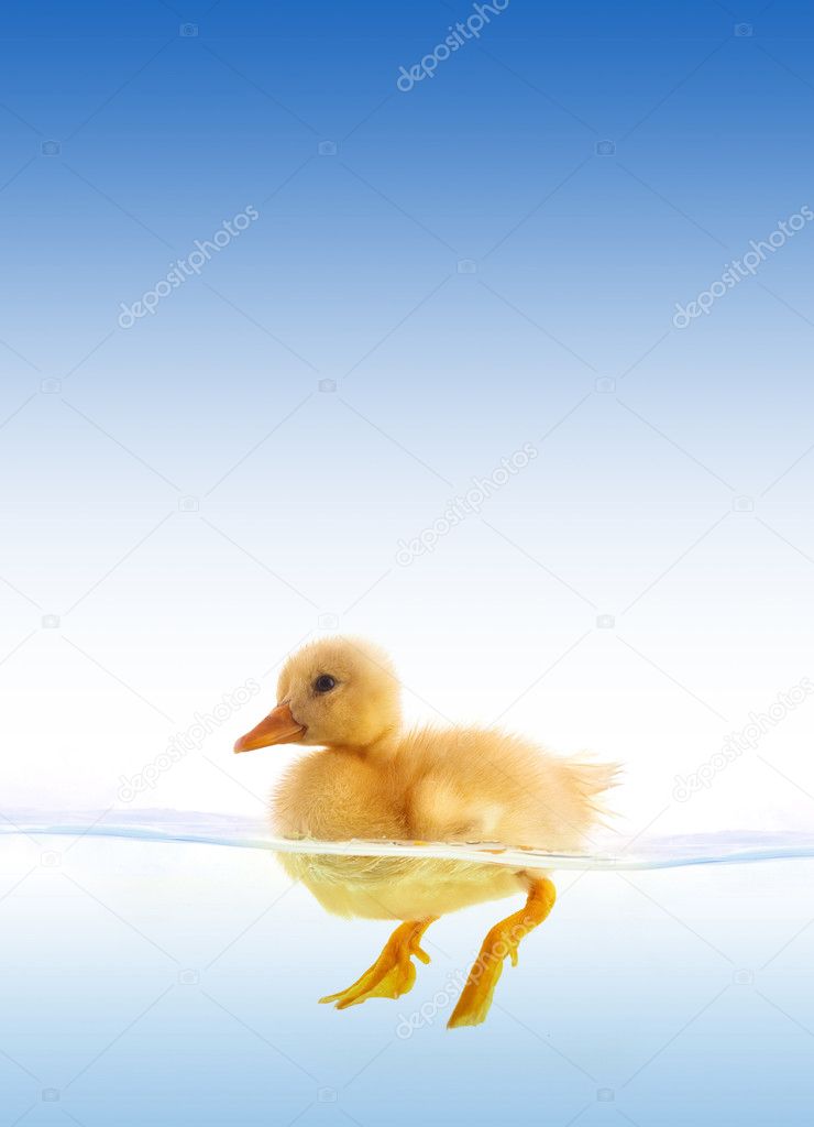 The yellow duckling swimming
