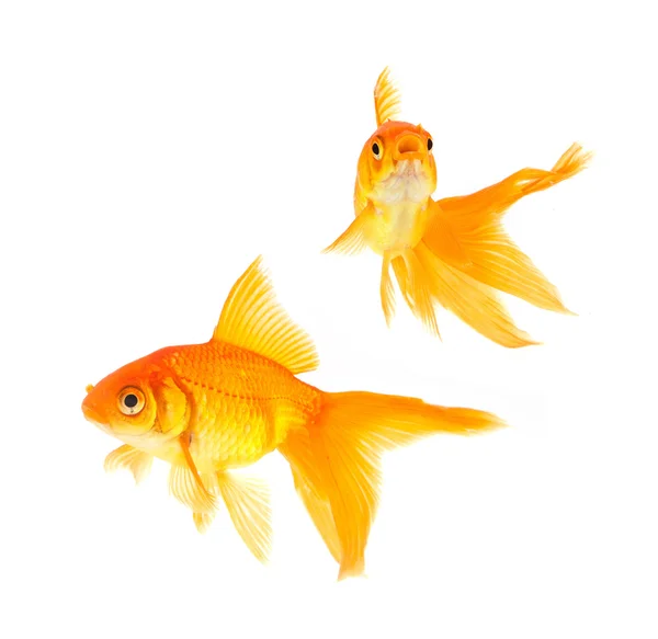 Золотих рибок — стокове фото