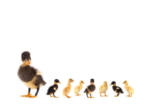 stock image The black small duckling