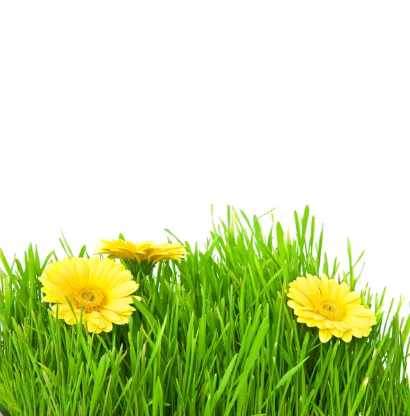 Grama verde isolada com flores amarelas — Fotografia de Stock