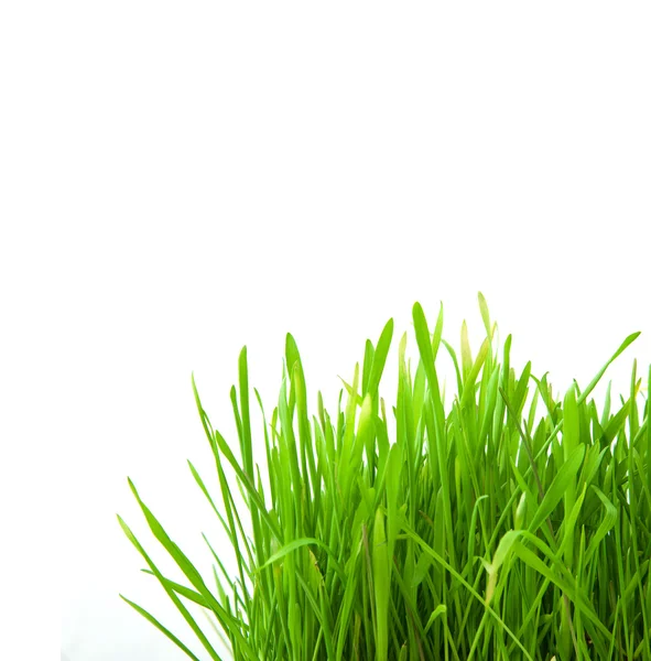 고립 된 녹색 잔디 — 스톡 사진
