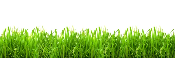 Isolated green grass — Stock Photo, Image