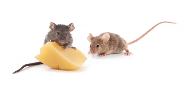 Mouse and cheese — Stock Photo, Image