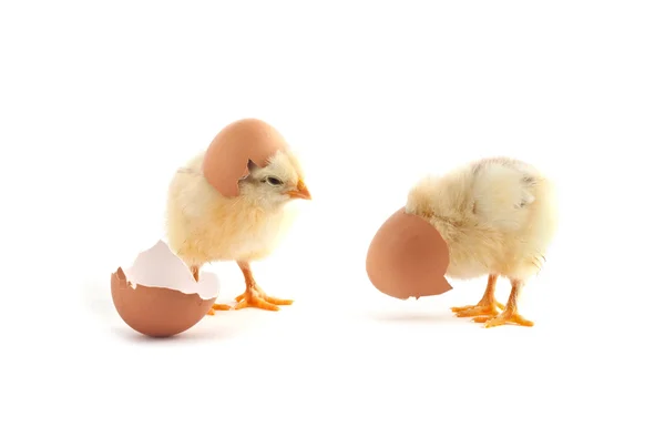 Желтые цыплята с яйцом — стоковое фото
